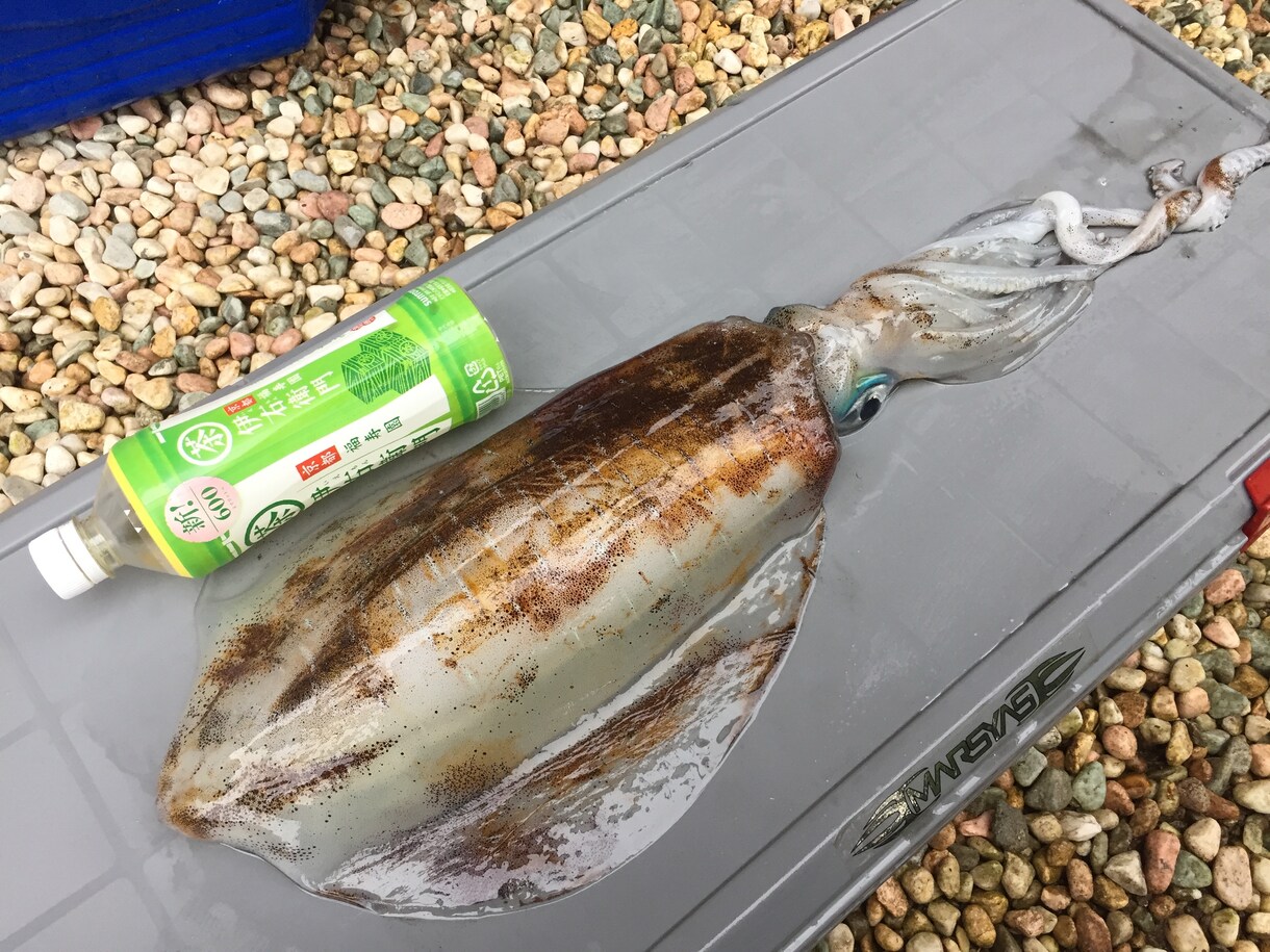 ティップラン釣らせます 春は巨大イカが釣れるチャンス！ イメージ1