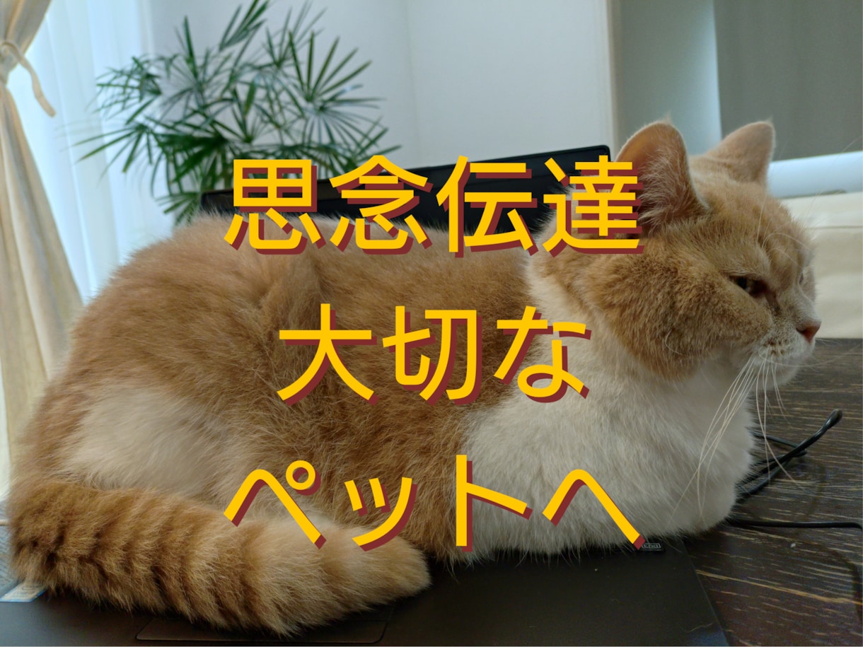 大切なペットへ思念伝達します 天国のあの子へ★いつも側にいてくれるこの子へ【お返事あり】 イメージ1