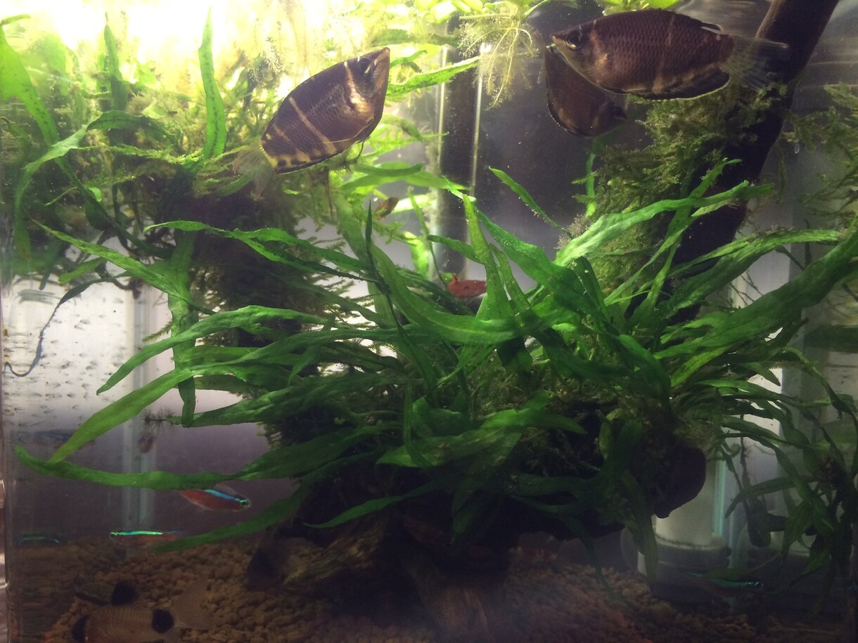 熱帯魚や魚の飼育、水草の栽培管理の悩みを解決します 熱帯魚、川魚、水草について詳しいので任せてください！ イメージ1