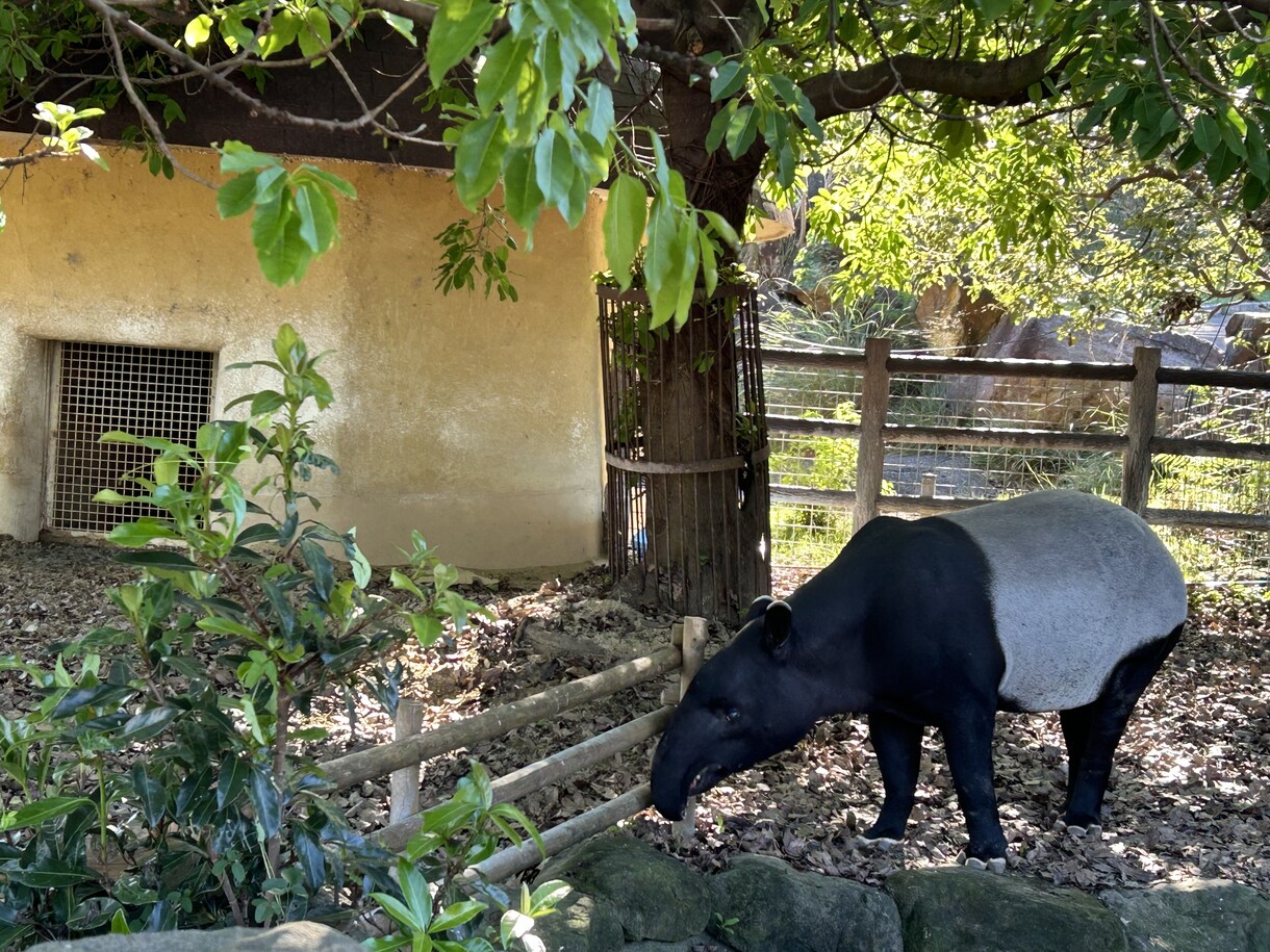 動物園の写真　【先着5名】　5→10枚提供します 商用利用OK！掲載写真全て、各種画像・動画に使えます！ イメージ10