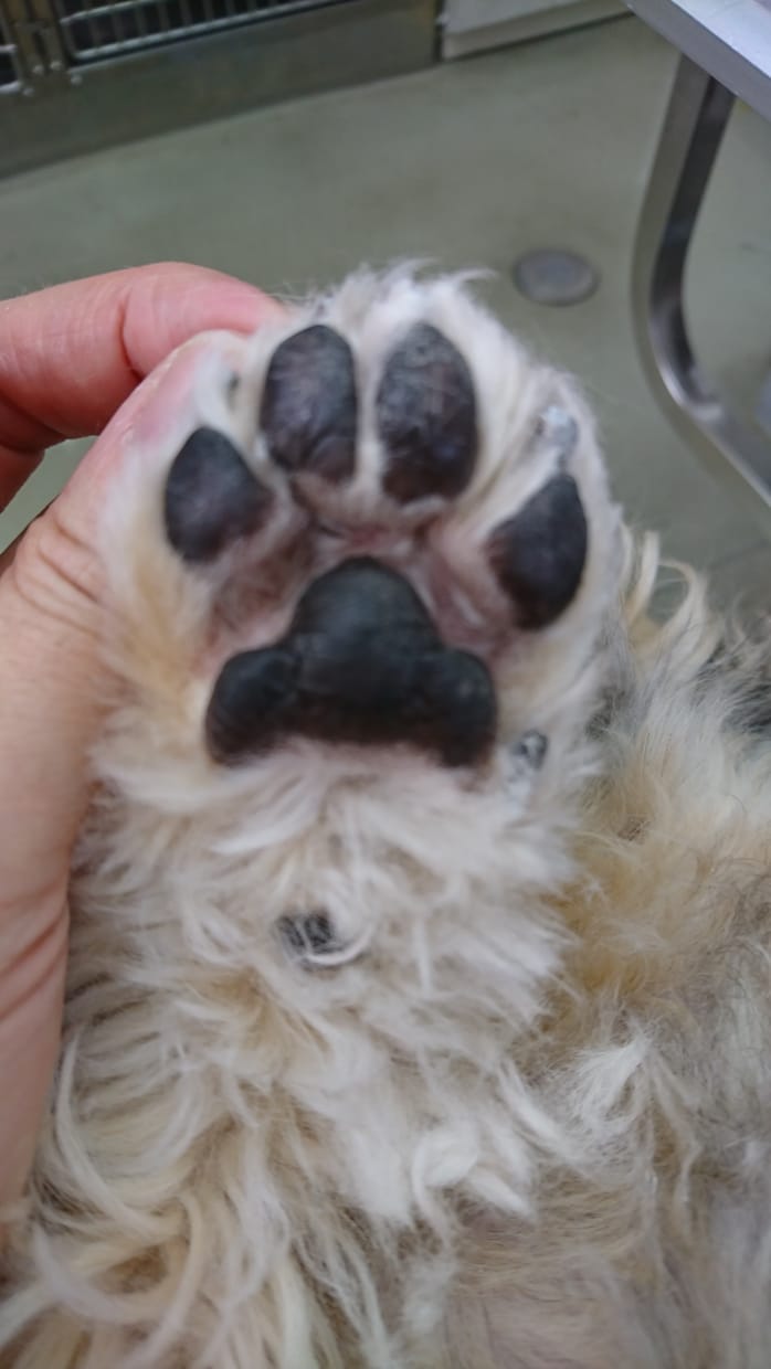 現役トリマーが愛犬のお手入れをアドバイスしますます ブラッシングや毛玉などのお悩みに寄り添います イメージ3