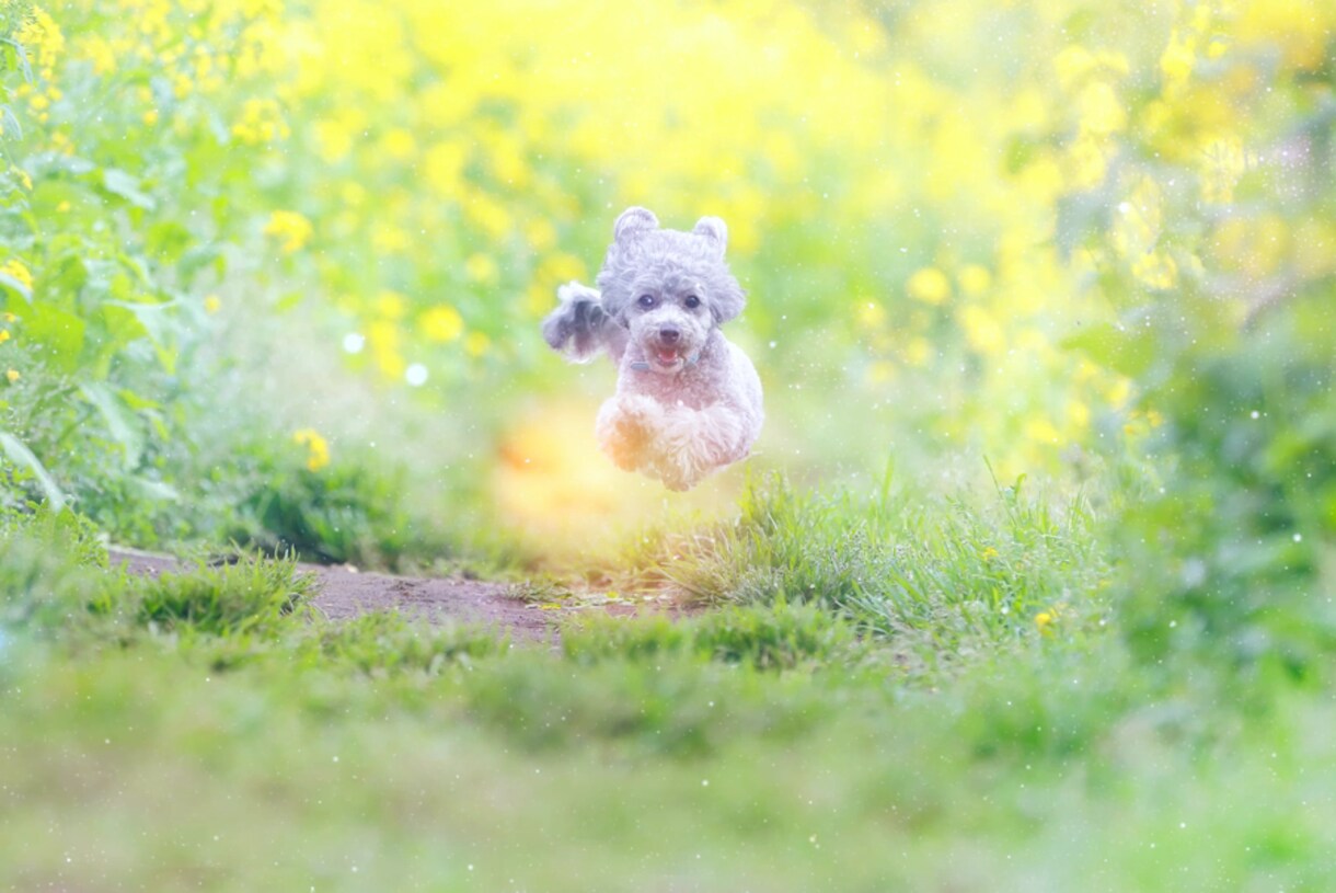 あなたの写真を魔法のように動かします 写真をアニメーション化。SNSのアイコンにも使えます。 イメージ2