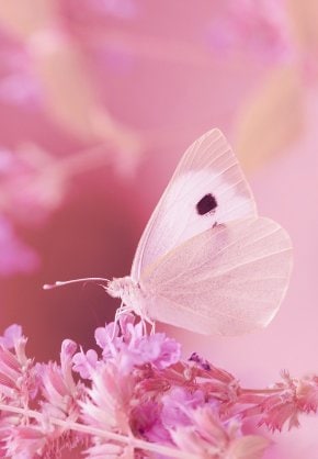 家庭恋愛仕事の悩みなどを占い、鑑定いたします 幸せになれる方法を知りたいあなたへ・導きます イメージ3