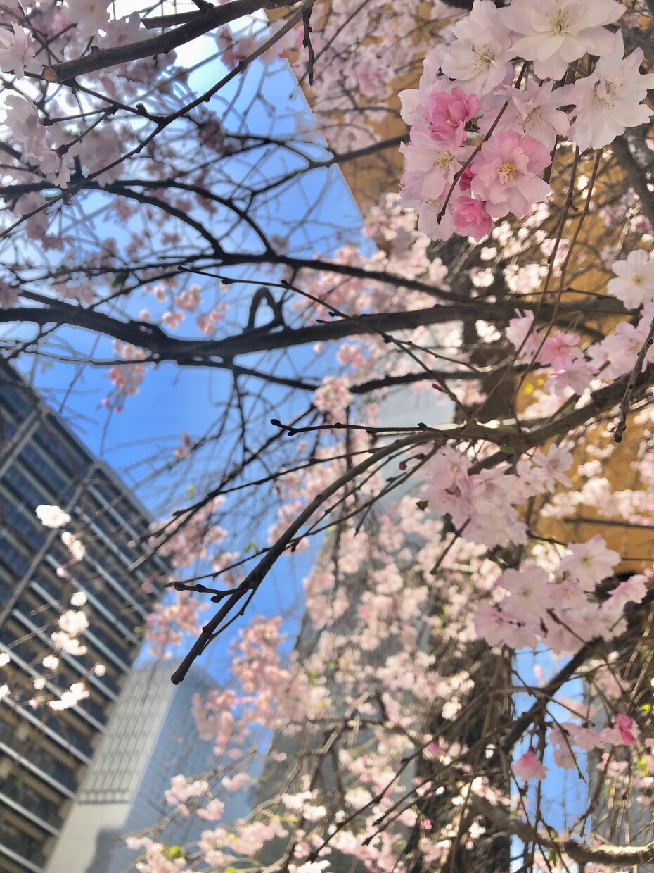 SNS映えする写真を撮るコツ伝授します 加工の仕方と構図が大事。いいねの数だけ嬉しくなります♪ イメージ4