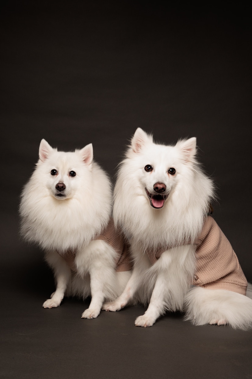 愛犬との家族写真ご自宅でもできます ご自宅でスタジオクオリティの家族写真を。 イメージ4