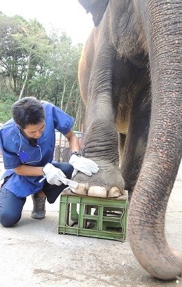 動物園の獣医師が動物に関する疑問質問にお答えします ネズミからゾウまで動物の飼い方・生態・病気の相談などなど イメージ10