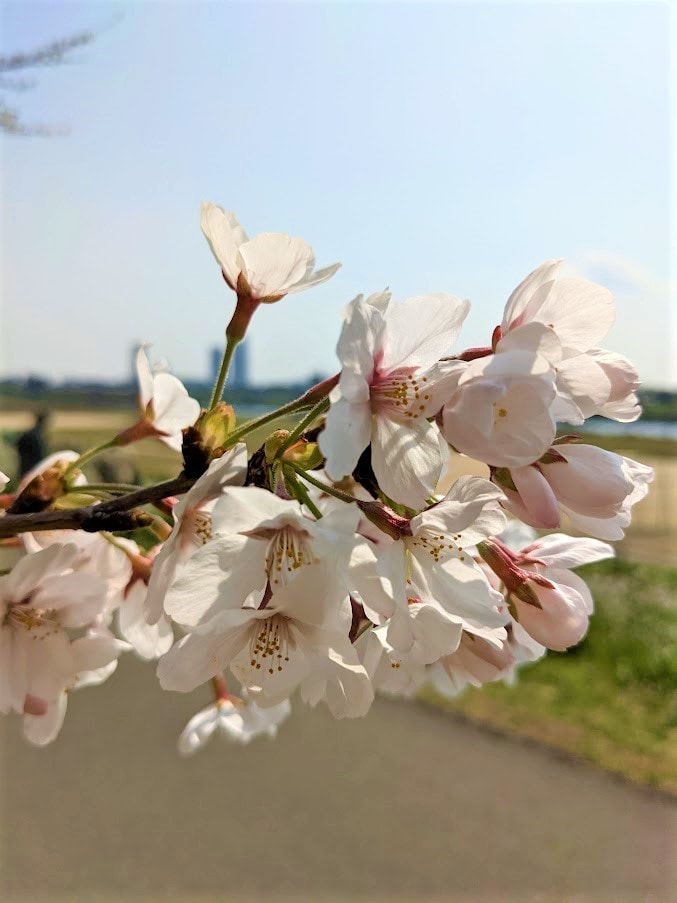 人生経験の豊富なカウンセラーが悩みに応えます チャットで悩み相談できます 心理カウンセラーの資格有です イメージ5