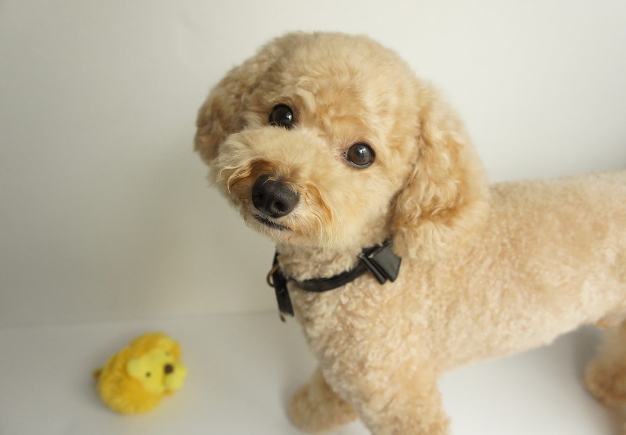 愛犬との生活でお困りの方をメールでお助けします 日常の愛犬のお世話にお困りな方にオススメ♪ イメージ1