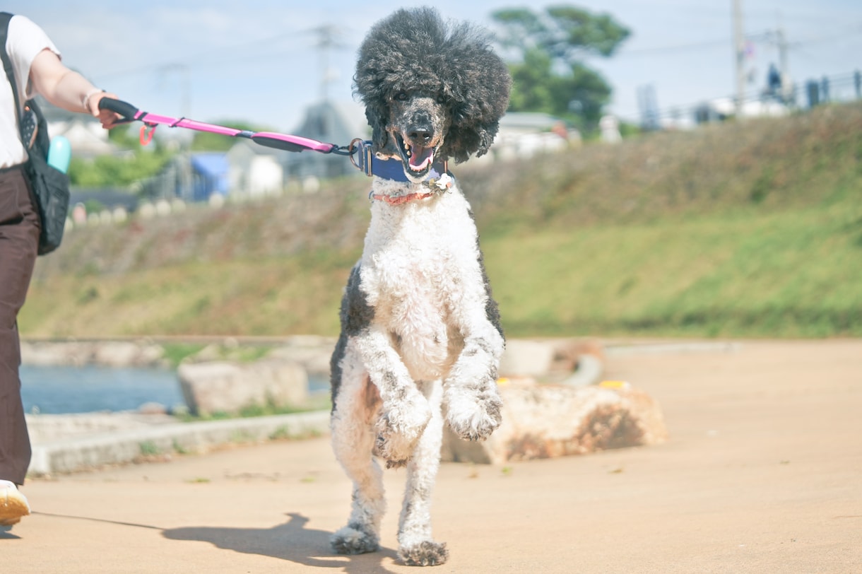 犬【SNS掲載OK】わんちゃんのお写真撮影します 何気ない毎日を、かけがえのないキヲクに。 イメージ5