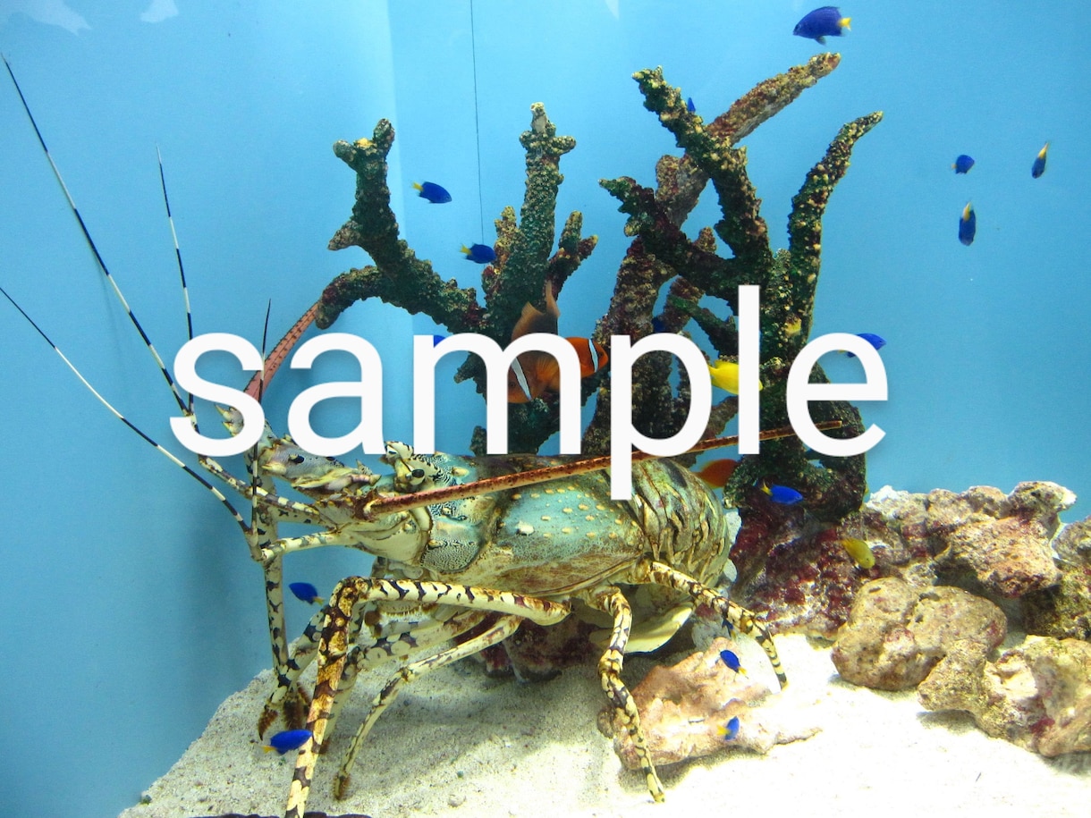 水族館の生き物の画像提供します 背景などに使えそうな5枚を選びました。 イメージ5