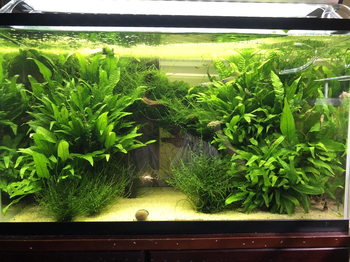 熱帯魚や海水魚 水草水槽の作成維持等教えます 美しい水草水槽や飼育全般に関して イメージ1
