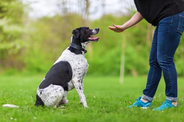 犬のしつけやお困りごとを解決します 犬のお困りごとは、犬の専門家に相談！ イメージ1