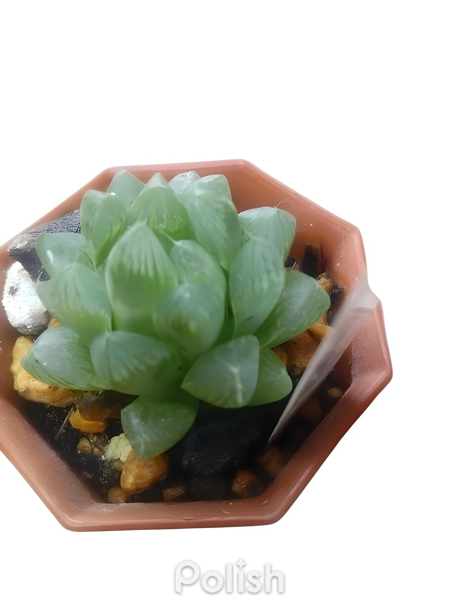 多肉植物のお悩み解決のお手伝いいたします 植物がもっと好きになる、育てるワクワクもお届けします イメージ1