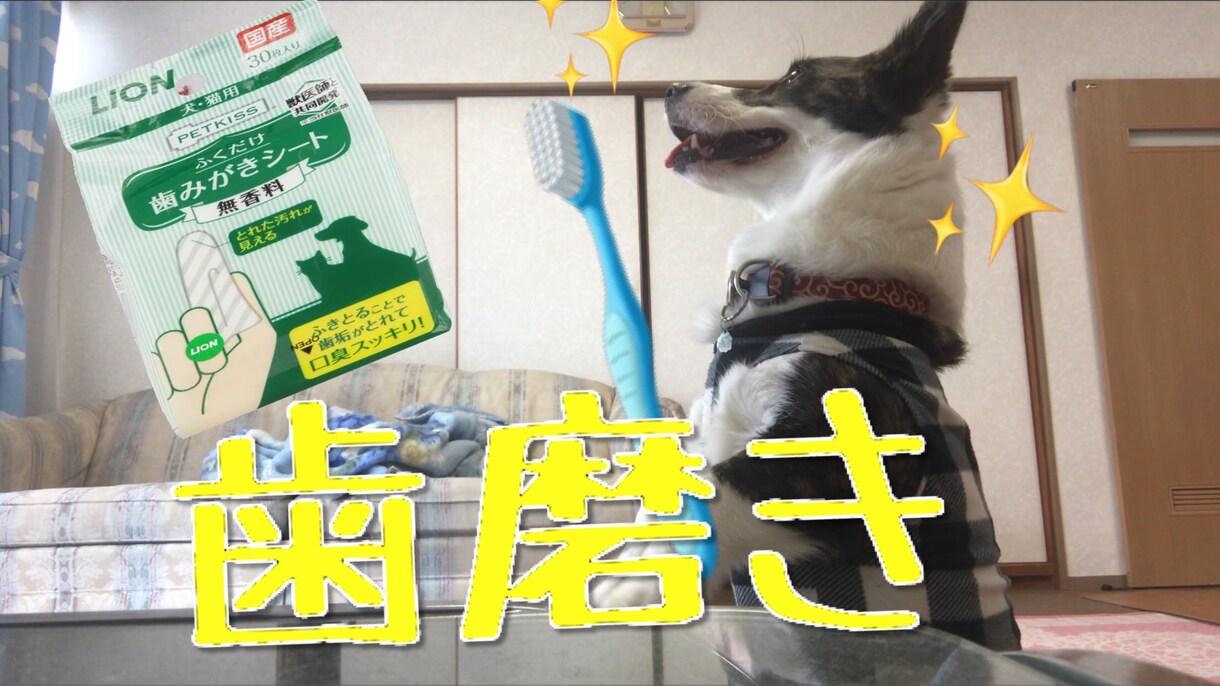 5分程のペットのYouTube動画の作成致します あなたの自慢のペットを世界中にシェアしてみませんか？ イメージ3