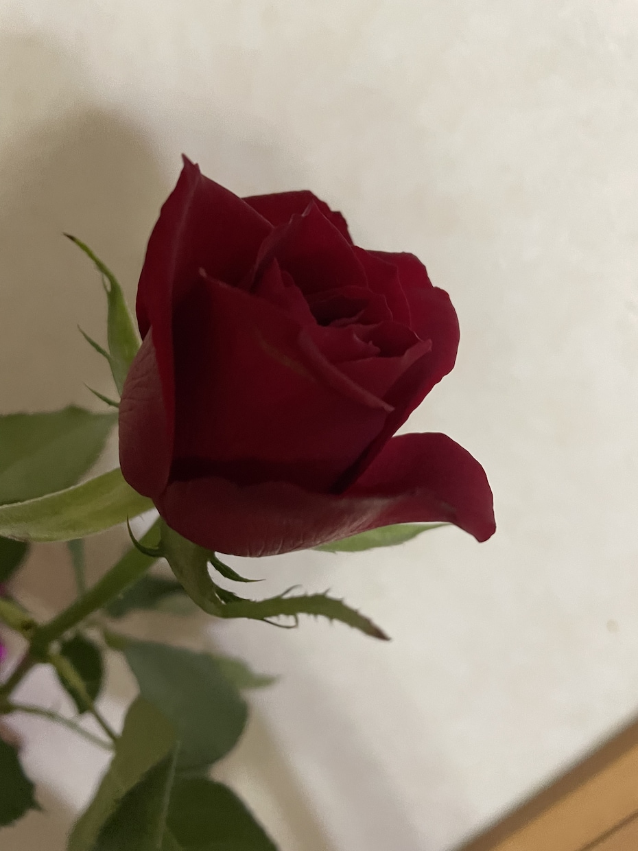 話し相手になります ひとりが寂しかったらいつでもどーぞ イメージ1