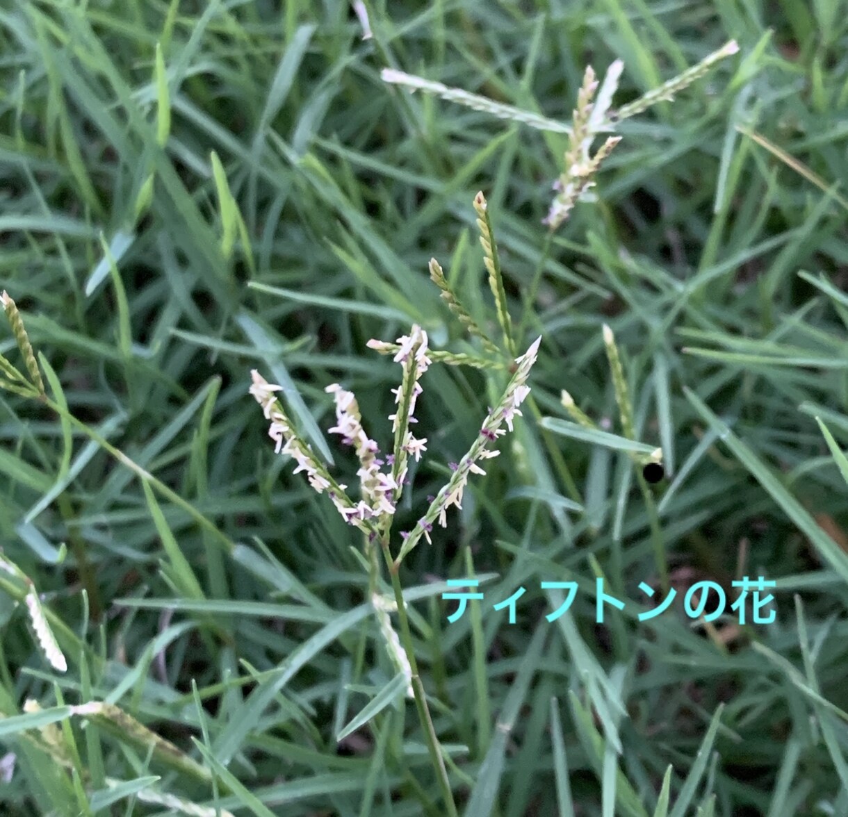 芝生のお悩み聞きます 野芝、コウライ芝、ティフトン、セントオーガスチンなどのご相談 イメージ10