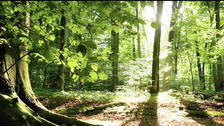 あなたの心の安全地帯☘️繊細なあなたを受けとめます HSPの私があなたの心を包みます❣️ほっと安心できる話し相手 イメージ8