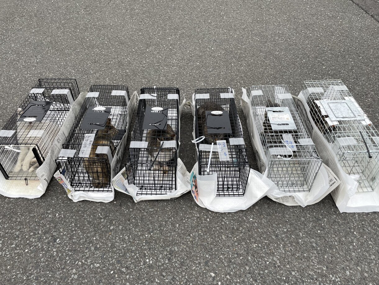 地域猫や多頭飼育崩壊した猫の格安不妊手術相談承ます この出品は購入はされないで、DMからお問い合わせ下さい イメージ8