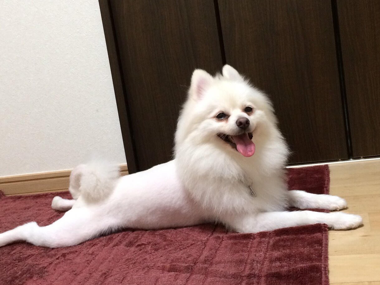 愛犬のお手入れ教えます 現役トリマーがお話し聞きます！ イメージ1