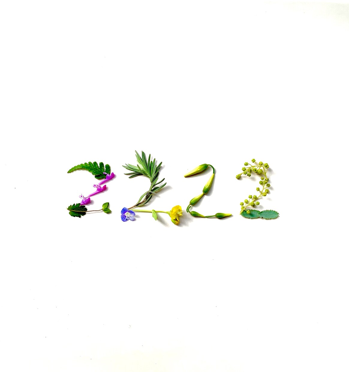 植物の表情を生かしてもじもじします 植物の形を愉快にお楽しみ頂けます。 イメージ2