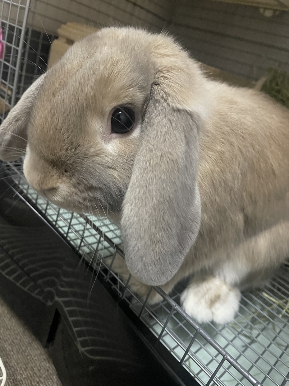 誰かと話したいとき！！ゆるーくでも歓迎します 私とお話ししてホッと一息つきませんか？ イメージ2