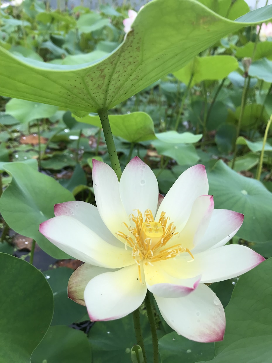 私の根幹である福祉の経験を提供します 福祉の世界で生きてきた私の経験を受け取ってください。 イメージ7