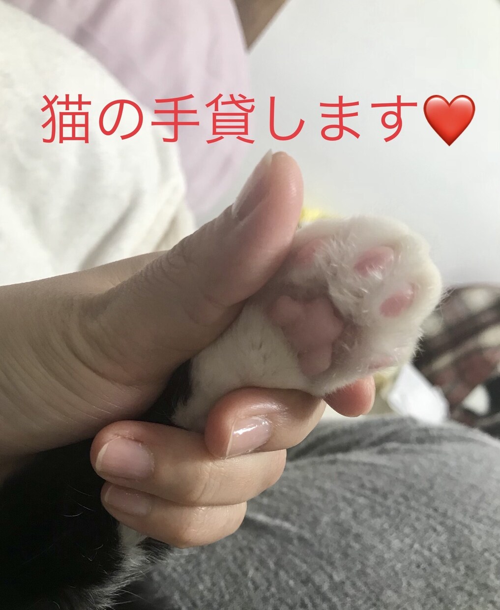 猫カウンセラーがお話し聞きます 悩めるYou猫が聞いて、猫がお返事いたしますのにゃ イメージ2