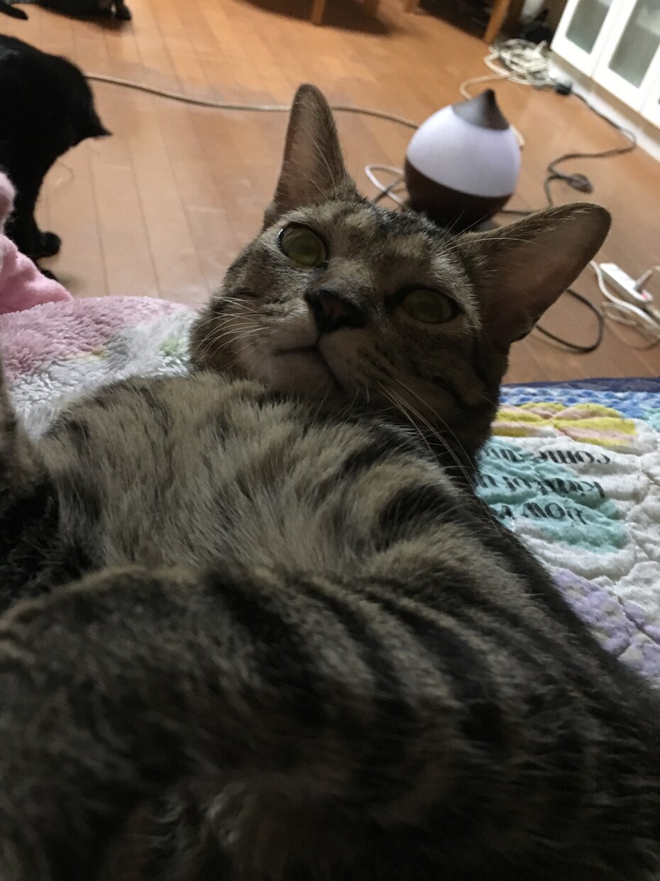 猫の飼い方がよくわからない貴方の助けに イメージ2