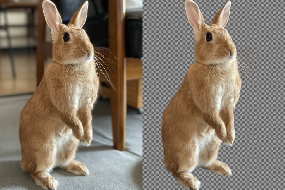 猫や犬などの画像をふわふわのまま透過加工します ペットの写真を透過し合成やオリジナルグッズに利用できます イメージ6