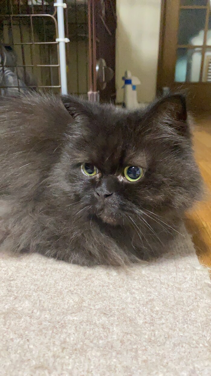 動物病院での病気解説したします 大切な我が子の診断用語がわからない方、解説させていただきます イメージ1