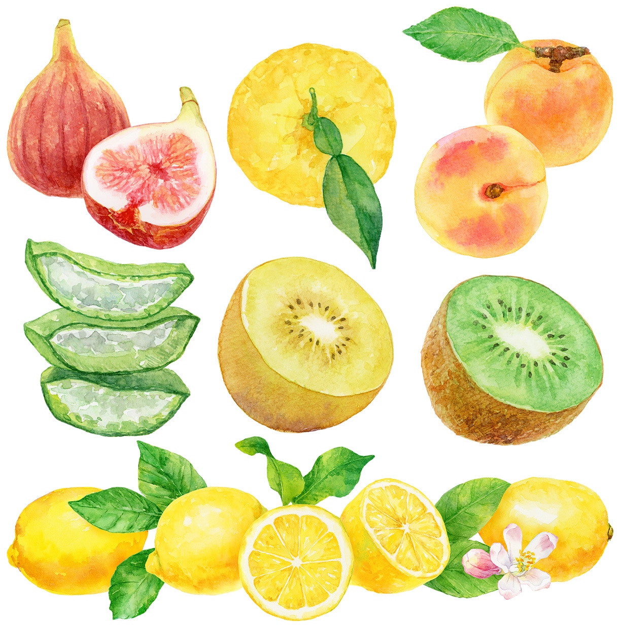 商用◎水彩で野菜・フルーツのイラストを描きます 構図から提案も可。カラーラフ修正無制限、ヒアリングが得意です イメージ10