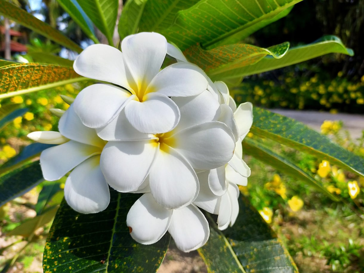💬Coco oak | Rare in Japan! I will send you a Hawaiian aroma recipe Scent x Yoga Coach Nana 5.0…
