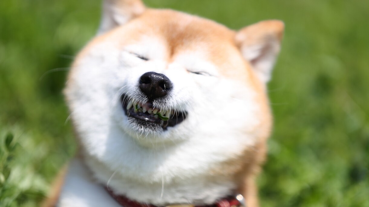 お選びいただいた写真を要望に沿って、お描きします どんな写真でも要望にお答えします！ イメージ4