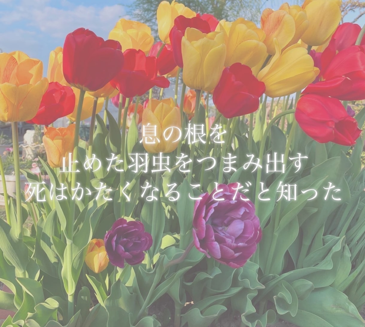 あなたの想いを三十一文字の短歌に乗せます 頂いたテーマやお題に合わせて短歌を作ります イメージ2