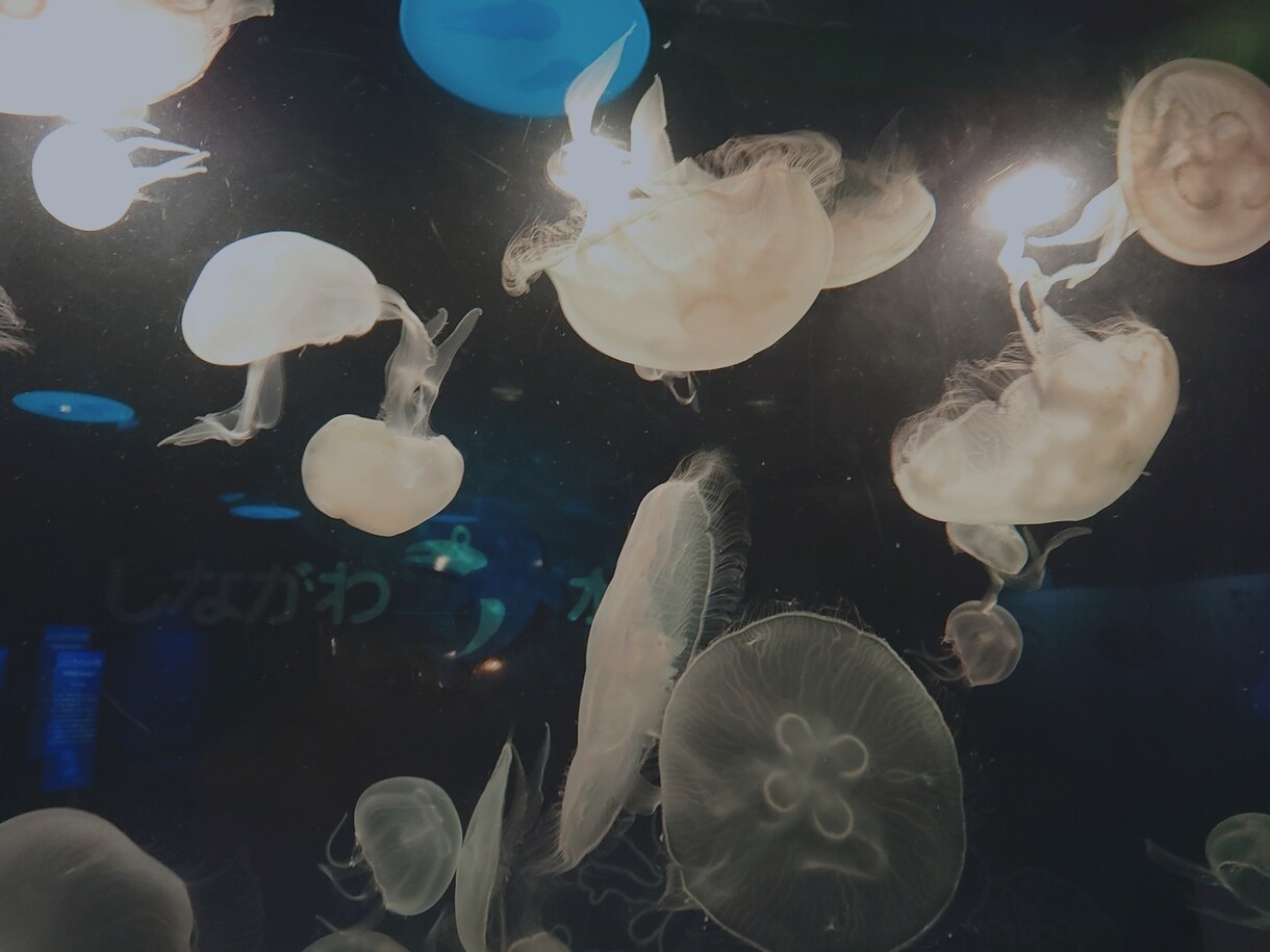 水族館や花の写真出品します 今までに撮り溜めた風景写真を販売致します。 イメージ1