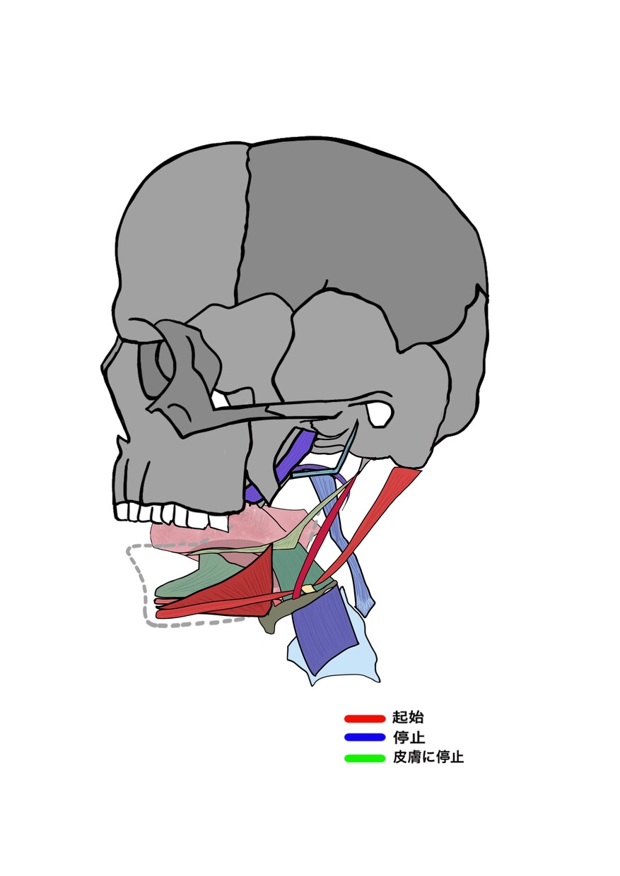 医学的知識に基づき様々な解剖学イラストを描きます テキスト・教本納品実績あり！商用OK！ イメージ4