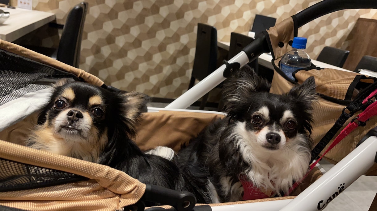 お犬様、お猫様の言葉を通訳します お犬様、お猫様のより良い生活のために。 イメージ1