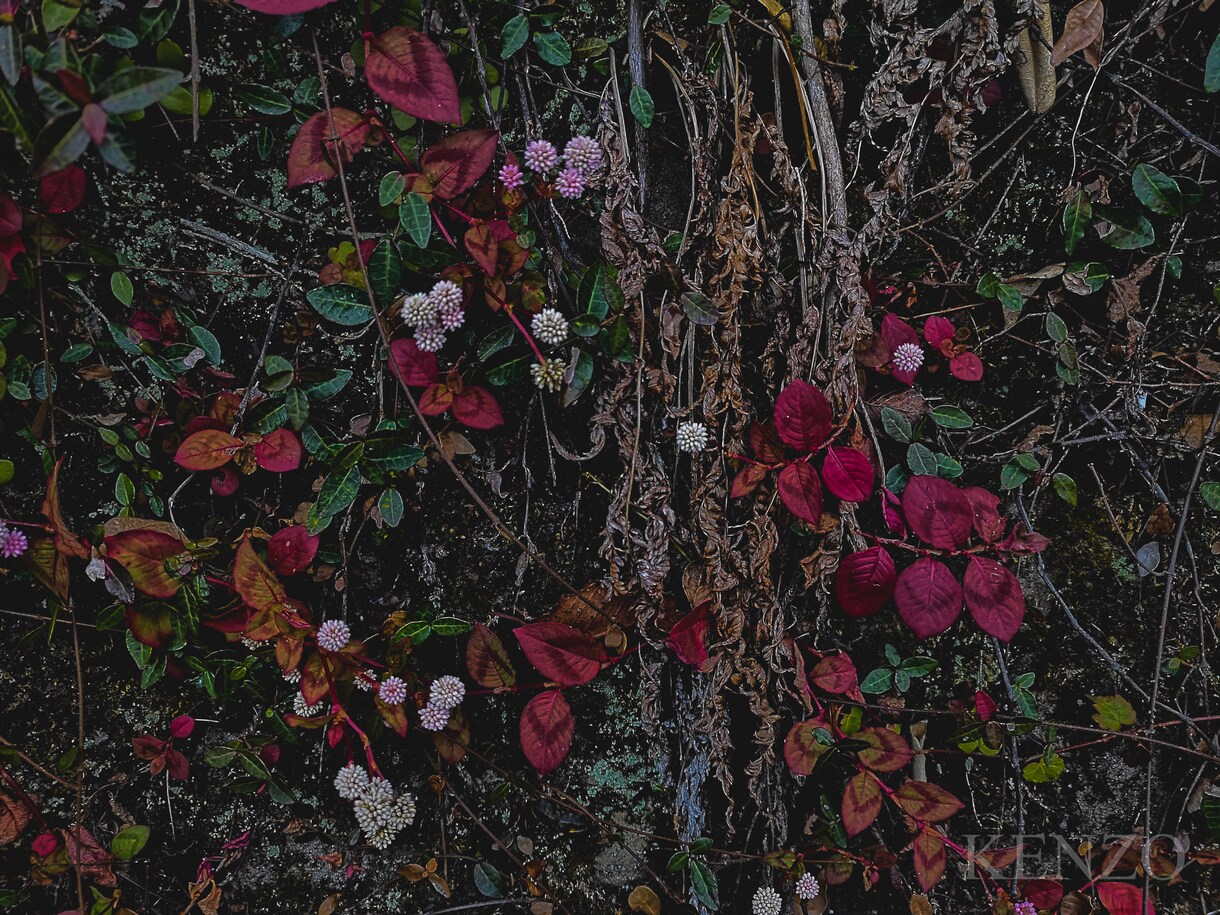初心者から写真が上手くなる構図アプローチ教えます 写真が本気で上手くなりたい人へ イメージ7