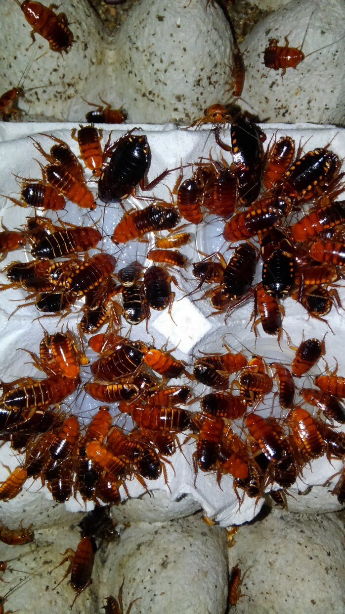 餌代を浮かそう！ 餌用ゴキブリの繁殖方法を教えます デュビア、レッドローチ、マダゴキの繁殖方法について。 イメージ2
