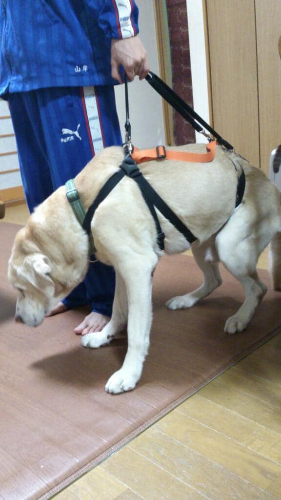 中型の老犬・障害犬の介護ハーネスを製作します 立ち上がり補助や歩行介助の初期から、終末期ケアまで使えます イメージ1