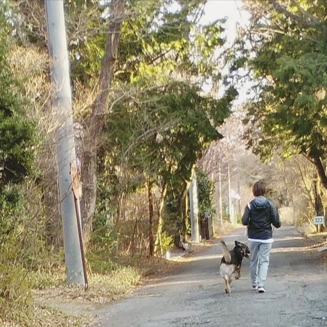 愛犬との関係で不安や疑問はありませんか？解決します 褒める訓練、警察犬の訓練など様々な経験があるため幅広く対応 イメージ3