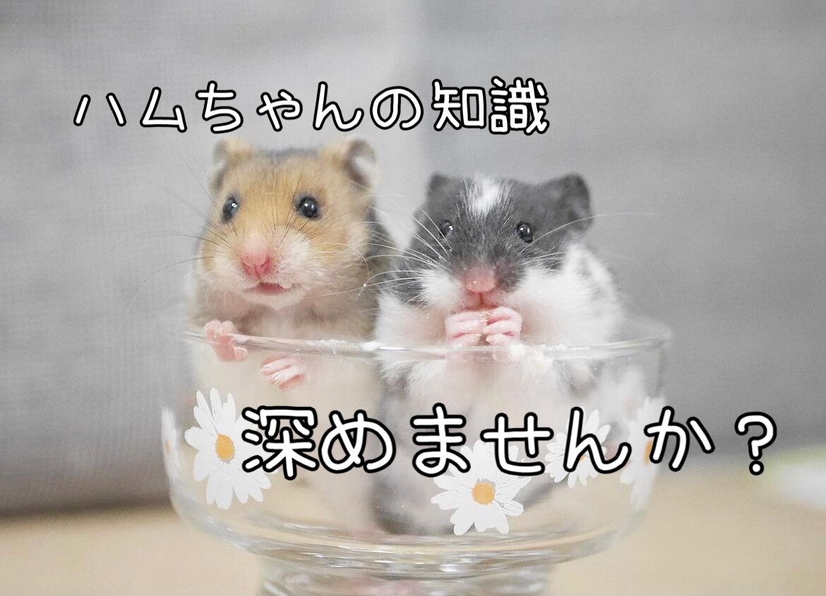 ゴールデンハムスターのカラー判断します 1000円でカラー判断できます♬ イメージ1