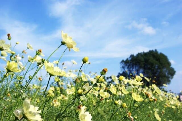 生きるって大変だよね。大丈夫。優しく受け止めます HSP、繊細さんなあなたに共感します。否定は一切なし.｡*☆ イメージ9