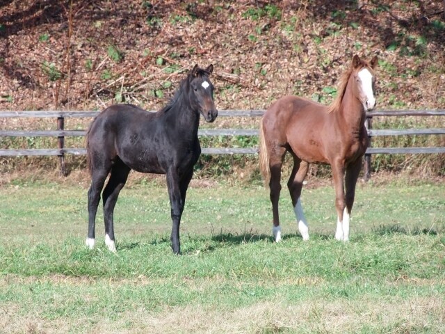 競走馬（一口クラブの募集馬）の血統診断を承ります 一口馬主の募集馬の血統診断を行います。 イメージ2