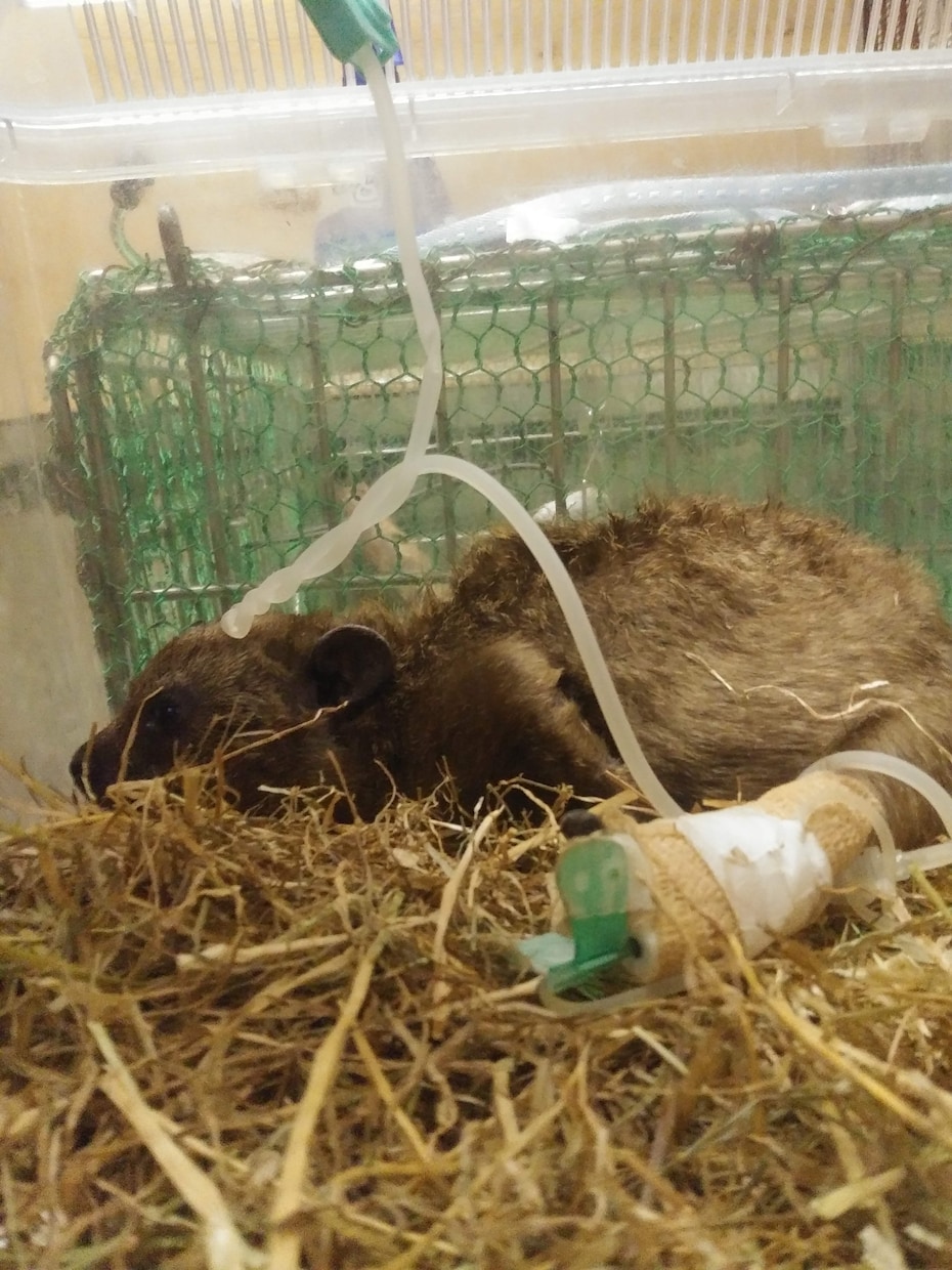 獣医師★珍しいペットの健康・お悩み相談お受けします 犬猫以外の珍しい動物の専門医に気軽にお悩み相談出来る窓口です イメージ4