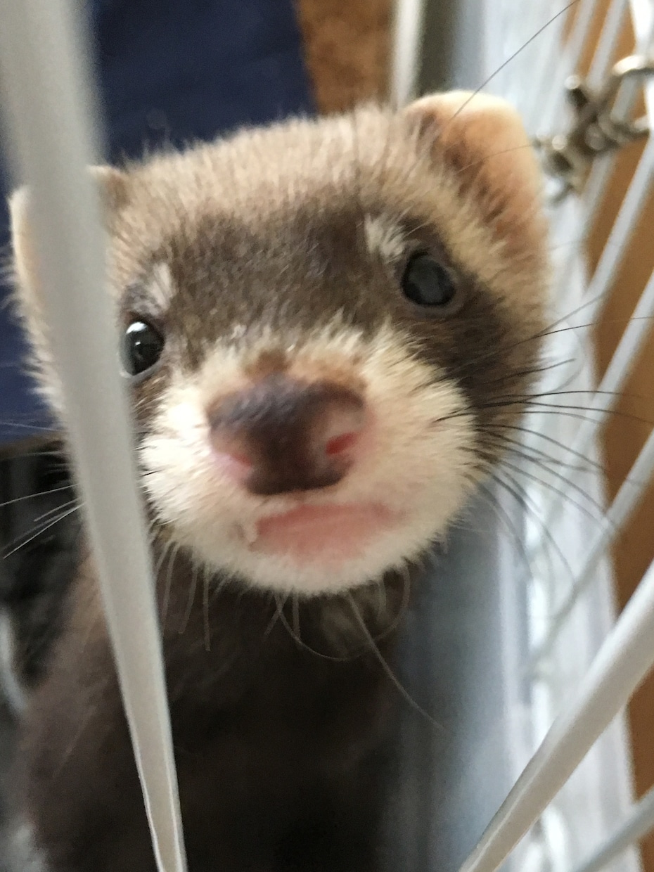 あなたにぴったりなペット考えます 元動物病院スタッフがあなたにぴったりなペットを考えます！ イメージ1