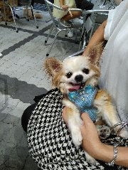 ペットのお話を聞かせて頂いてます うわさ話や自慢話など、気軽にお話下さい。 イメージ4
