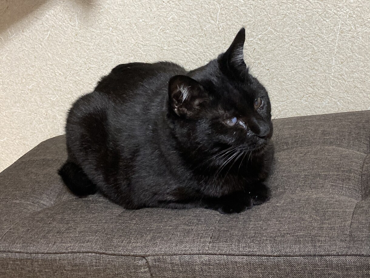 男性向け猫ヨガ教えます 猫のごとく心を整える、のんびりとしたヨガレッスン。 イメージ1