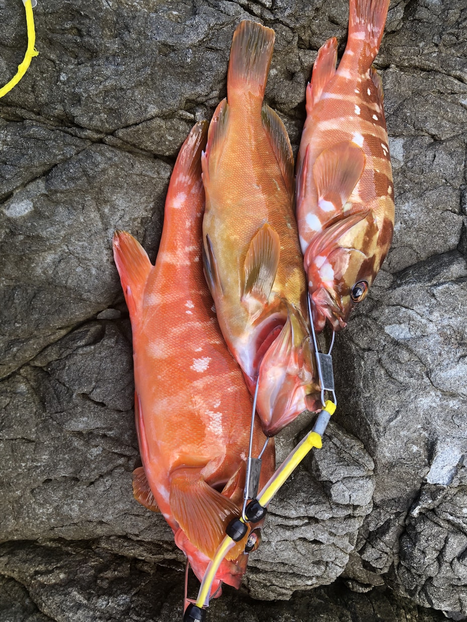 魚の釣り方教えます 根魚、青物、雑魚、ブラックバスショアからつれるものはなんでも イメージ2