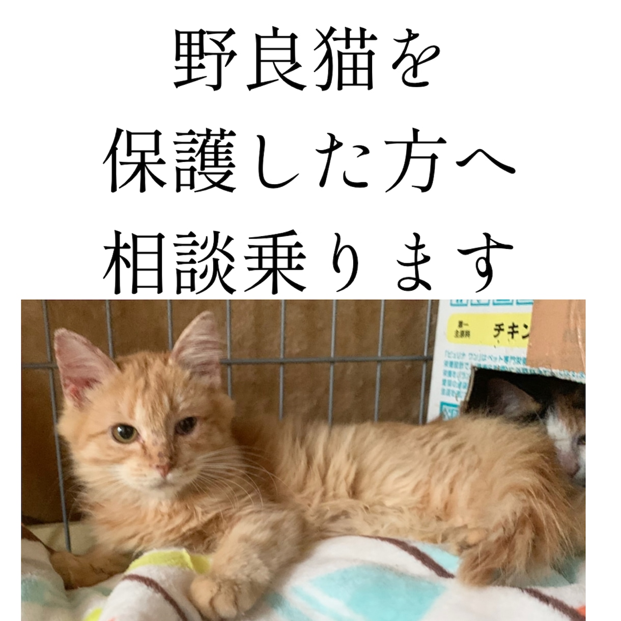 野良猫･保護猫の相談に乗ります 動物看護師が丁寧にアドバイスします イメージ1